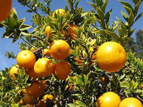 Image of GreenWorld Special All Time Sweet Big Size Vietnam Yellow Malta /Mosambi (GRAFTED) Live Plant,Lemon Plant,''Fruit After 1 Year''