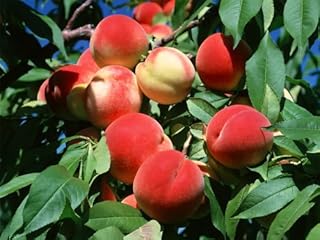 Glamaours SD0531 Peach Seeds, Autumn Red Peach Fruit Seeds, Peach Tree Seed (10 Seeds)