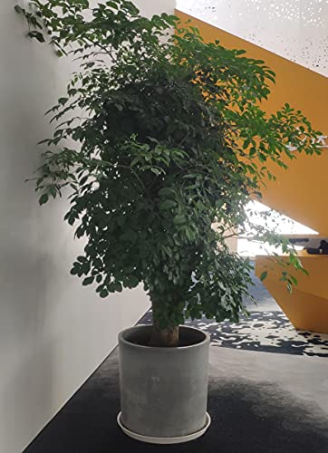 Angde 6 Pack Of Plant Saucer Pot Tray 20 21 Inch (19 Inch Base), Plastic Plant Tray 20" Round, Plant Saucers For Indoors Outdoor, Plant Drip Trays For Pots, Pot Tray For Planter 18-22" (Cream White) #TOP4