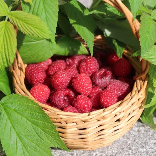 2 Caroline Raspberry Plants Live, Red Raspberry Bush Plants, Thornless Raspberry Trees, Size 5-8 Inch Tall for Planting