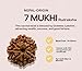Arihant Gems & Jewels 7 Mukhi Rudraksha with Lab Certificate | Natural Nepali Bead for Business Success & Financial Growth | Rudraksha for Saturn (Shani)
