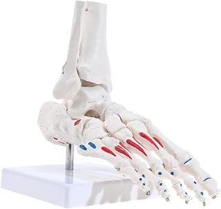 LYOU Life Size Flexible Foot Skeleton with Ankle Joint Model, Muscle Origins and insertions are Color-Coded(Right)