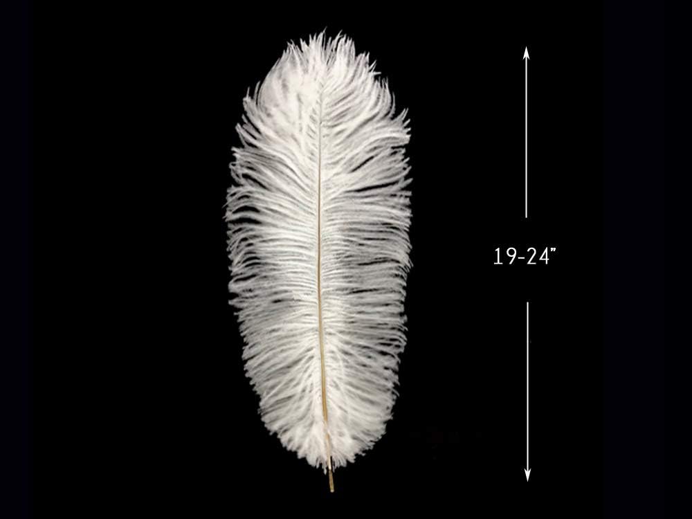 Moonlight Feather | 10 Pieces - 19-24" Off White Ostrich Dyed Drabs Body Feathers SFP Wedding Party Gatsby Centerpiece Supplier