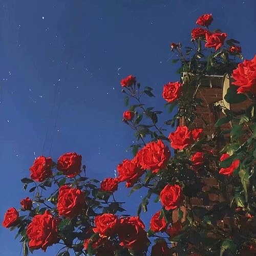 木目 by Lilly & dlinwlx on Prime Music