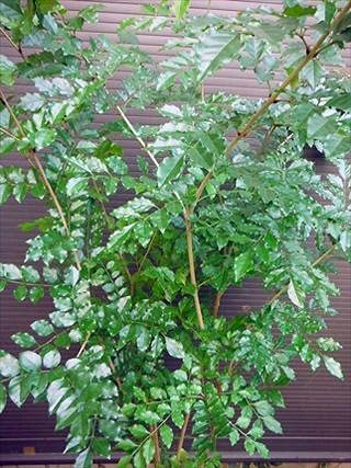 Amazon.co.jp: シマトネリコ 株立ち 全長160CM前後 10号 鉢植え : DIY