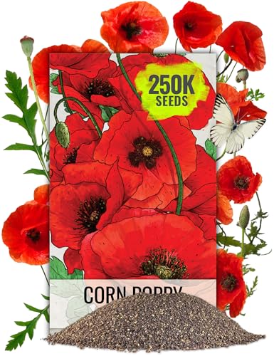 Seed Needs Poppy Seeds for Planting Red Corn 1.5 Ounce Heirloom Bulk Pack