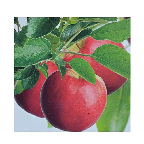 gardenexpert Malus 'Cox's Orange Pippin' Patio Apple Tree 17cm Pot Size Fruit, Red