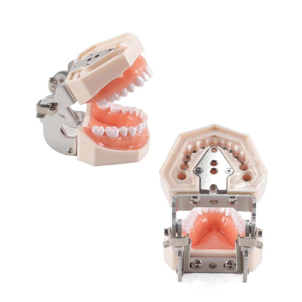 Modello di denti dentali Typodont 28 pezzi per studi dentistici studenti odontoiatria