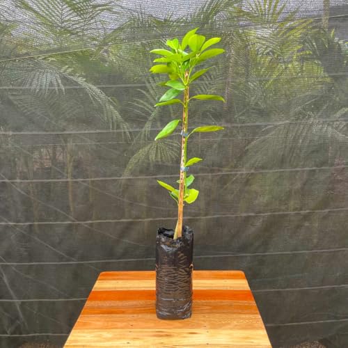 Muda Frutífera de Laranja Salustiana Enxertada