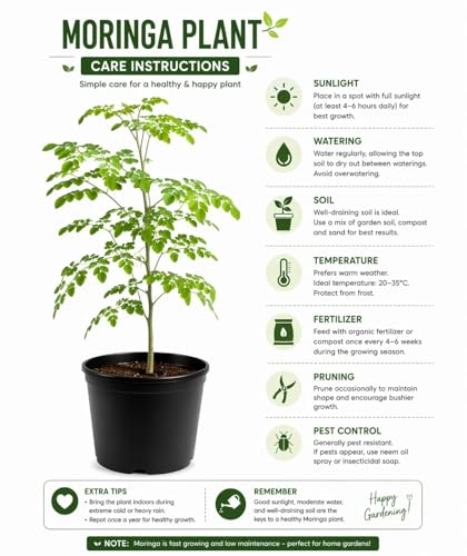 Image of Sajana Live Plant | Moringa /Drumstick /Sahjan Plant with Pot | Fast Growing Edible & Medicinal Plant for Home Garden