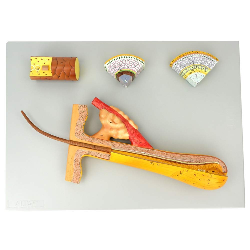 Experimental Teaching Research Tools 700X Magnified Hair Follicle Anatomical Model - Scientific Anatomical Human Model -4 Parts Human Anatomy Science Models - for Makeup Beauty Salon Teaching Training