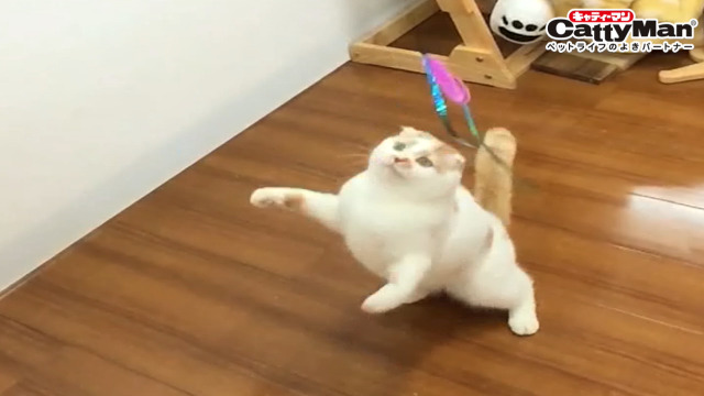 Amazon | キャティーマン (CattyMan) じゃれ猫 猫のお好みじゃらし