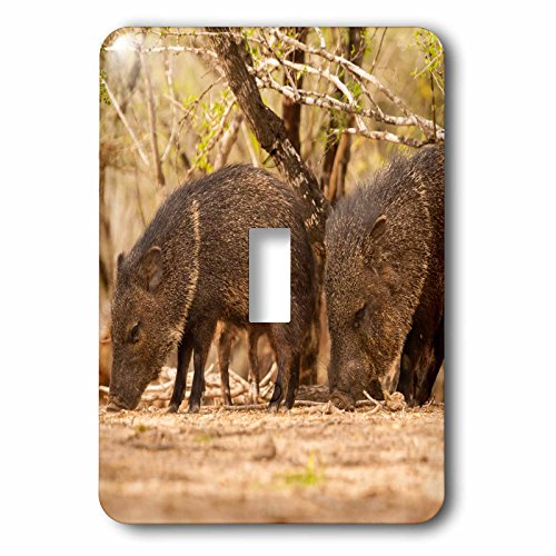 3dRose lsp_190785_1 USA, Texas, Hidalgo County Javelinas o Peccaries de cuello interruptor de palanca individual