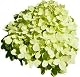 Rispenhortensie Limelight Pflanzenversand für Qualität und Service