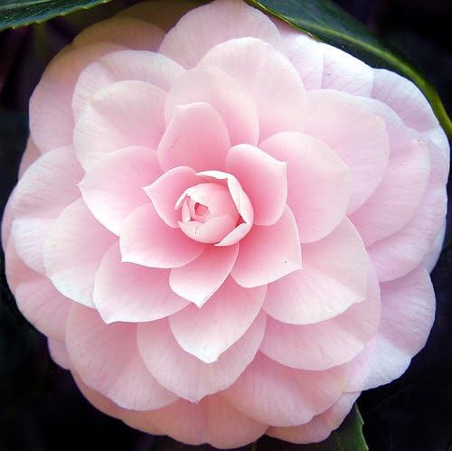 Miniatura 2 de 100 colores mezclados doble Camellia Impatiens (BalsamLady SlipperTouch Me Not) Impatiens Balsamina Flower Seeds