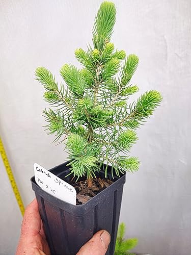 Colorado Blue Spruce Bonsai Tree