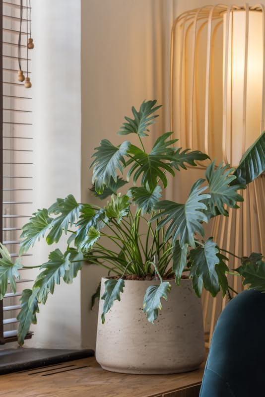 Miniatura 2 de Maceta pequeña gris de 7 pulgadas de alto x 8 pulgadas, maceta gris lavada para interiores y exteriores Pottery Pots