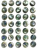 [ABCgems] Gem-Quality New Zealand Abalone Shell (Gorgeous Thick Nacre- Exquisite Luster- Beautiful Iridescent Matrix) 12mm Coin Flat-Back Cabochons (Wholesale Lot- 35 Pieces)