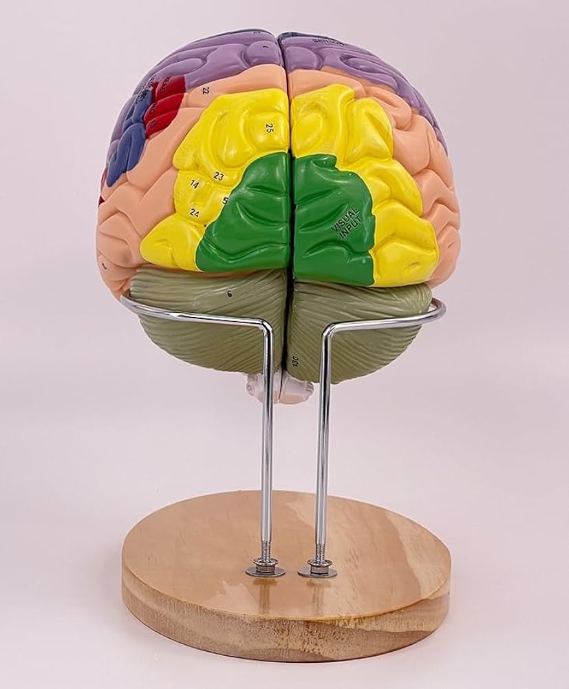 脳血管模型　教育説明用（脳血管模型が必要な人のために） Amazon.co.jp: 脳の解剖学モデル脳 模型 脳モデル脳血管 大脳
