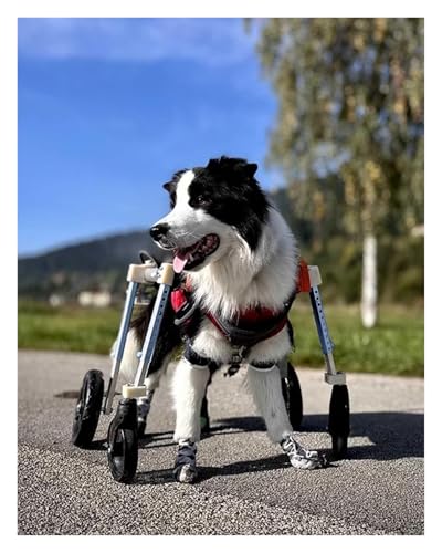 Silla de ruedas para perros y equipo de 4 ruedas ajustable 2