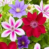 GardenersDream