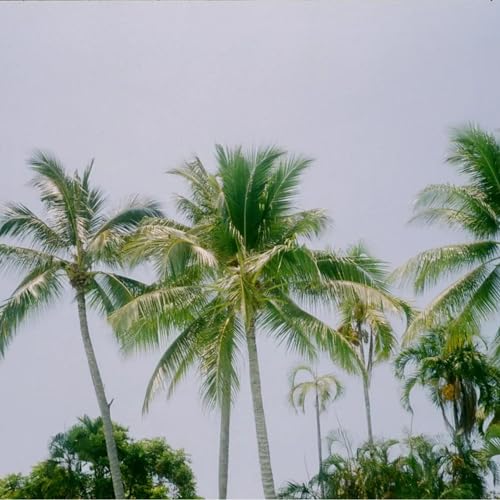 Culdan, Bernard Baru, Sadi Baba & Mireille Tosha