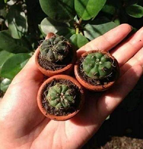 Bloom Bagicha Terracotta Pot/Planter - (Set of 3, Plants not Included, Brown, Small) (B08N34D6X7) Amazon Price History, Amazon Price Tracker