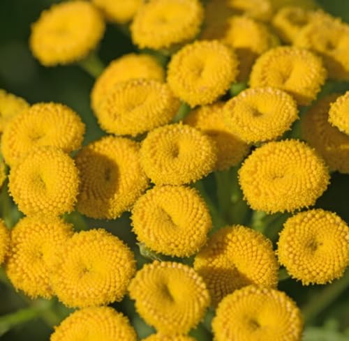 Aceite Esencial Blue Tansy Orgánico 5 mL miniatura 4