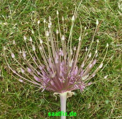 Blumenzwiebeln Alliumzwiebeln Allium schubertii (Wunderkerzenblume) (Feuerwerkslauch) (25 Zwiebeln)