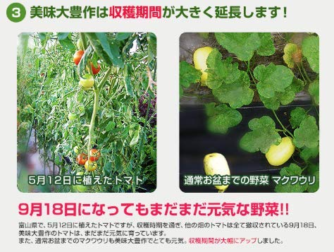 植物活力液 美味大豊作GT-S １０リットル 作物が早く大きく育ち収穫量も増加！ 楽天市場】【楽天1位】 植物活力液 美味大豊作GT-S 1L【天然成分100
