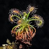 También pueden servir como de borde en el jardín.