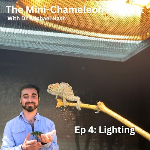 Lighting Mini Chameleons