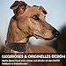 FAVPET Luxus Echtleder Windhund Halsband Breit mit QR Code Anhänger, Weiches Lederhalsband Hund Breit Whippet Italienisches Windspiel Saluki Lurcher Spanischer Galgo Greyhound Podenco (Grau, XS)