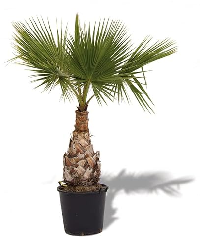 Palmera de Exterior Washingtonia Robusta Palma Grande