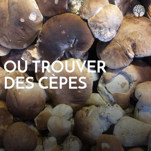 Couverture de O&ugrave; trouver des c&egrave;pes ?