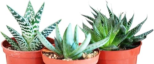 3 plantas de aloe diferentes – Fácil de cultivar/difícil de arruinarse. - 3" macetas