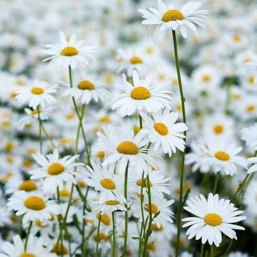 Daisy Meadow Mixture Seeds – Quick & Easy to Sow – Delightful White Daisies – for Your Beautiful Garden