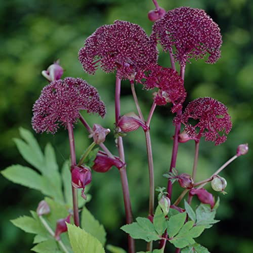 Palm Beach Medicinal Herbs - Giant Purple Angelica (Angelica atropurpurea) - Packet of 10 Seeds - Image 3