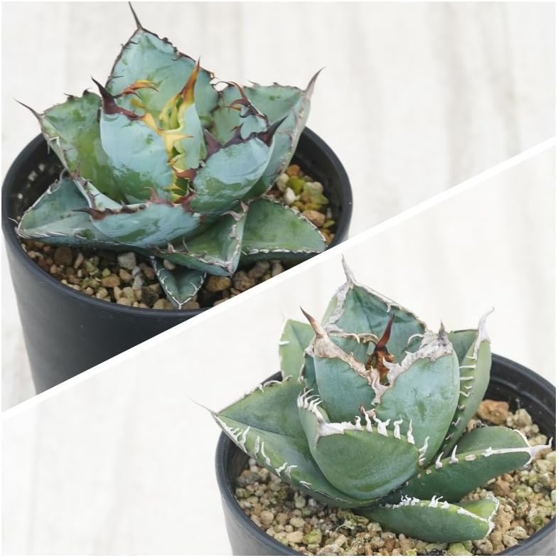 US株 Agave ovatifolia 'Moby' TC オバティフォリア Yahoo