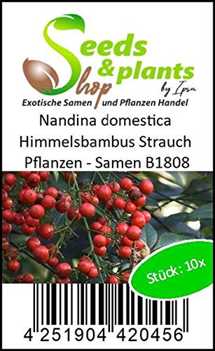 Stk - 10x Nandina domestica Himmelsbambus Strauch Pflanzen - Samen B1808 - Seeds Plants Shop Samenbank Pfullingen Patrik Ipsa - Image 5