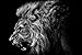 Anger Lion Art Print on Canvas,Wall Decor Poster 24x36 inches