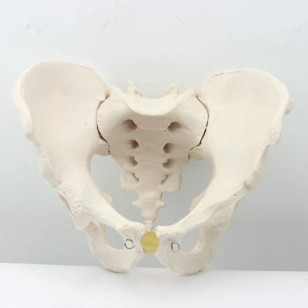 Modello anatomico pelvico Modello pelvico Maschile Materiale in PVC Anatomia Umana Modelli scientifici per Modello pelvico Medico Modello Scheletrico