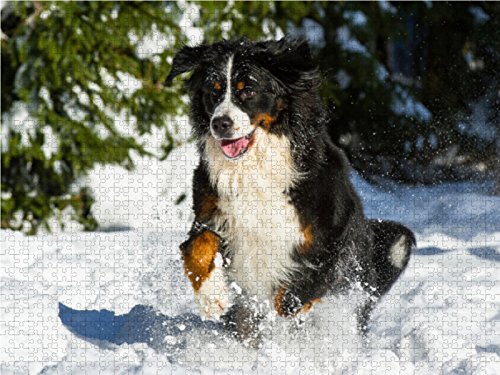 CALVENDO Puzzle Berner Sennenhund – 1000 Teile, 48x64 Cm, Premium-Qualität