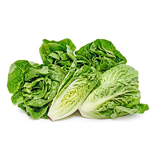 Lettuce Little Gem Seeds – Fresh and Tasty – RHS Award of Garden Merit – Early Harvest and SUCCESSIONAL Sowing – for Your Kitchen Garden