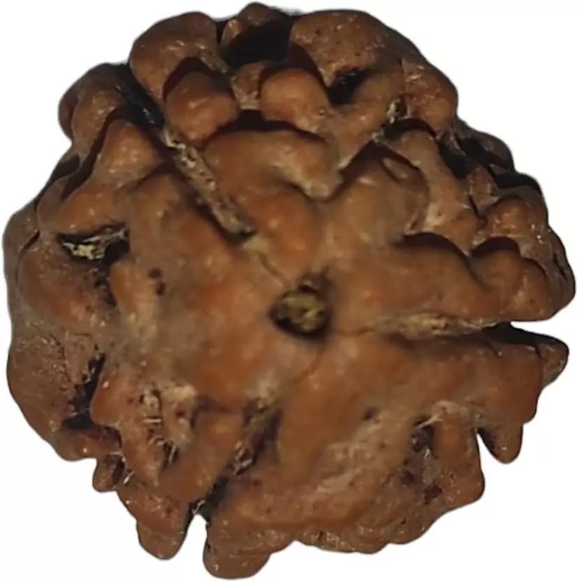 shivtantra 3 mukhi Rudraksha Quality Bead Original, Certified Rudraksha for Men and Women, Color Brown and Puja InstructionsX21-picture-23