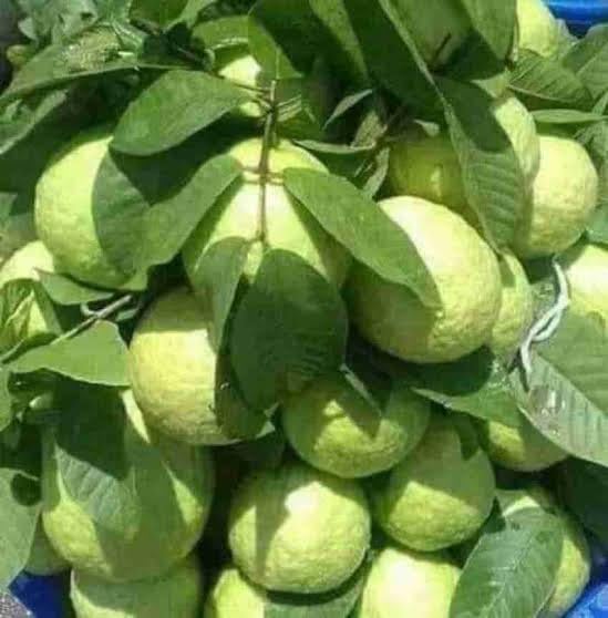 SJ STOCKS Live Thai Guava Fruit Plant Big fruit Plant (B08CMKFSQD) Amazon Price History, Amazon Price Tracker