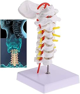 Human Cervical Vertebra Carotid Artery Flexible Spine Model Chiropractic Human Anatomical Educative Skeletal Model with Realistic Looking Bones