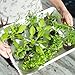 Doter 100pcs Seed Starter Pod Peat Pellets for Seedlings, Garden Plant Seed Starter Kit for Vegetable, Flower, Bonsai Tree