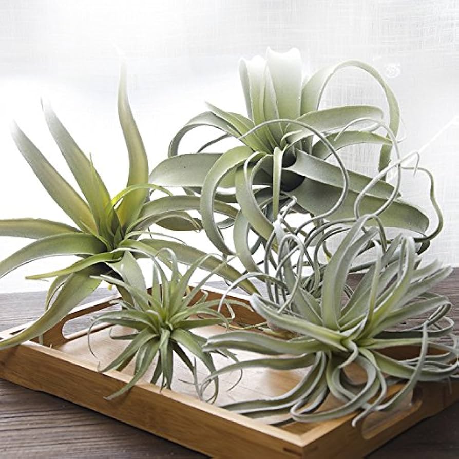 Amazon.com: ChezMax Artificial Flocking Tillandsia Air Plants