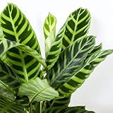 Calathea Zebrina Prayer Plant - Live Plant in a 4 Inch Pot - Calathea 'Zebrina' - Beautiful and Elegant Easy Care Indoor Houseplants from The Nursery